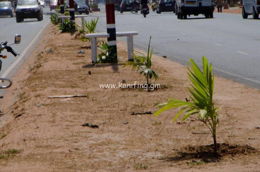KETP-Palm-tree-planting1-1024x678.jpg?v=1677947776